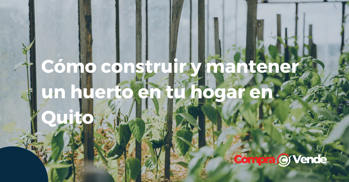 Cómo construir y mantener un huerto en tu hogar en Quito