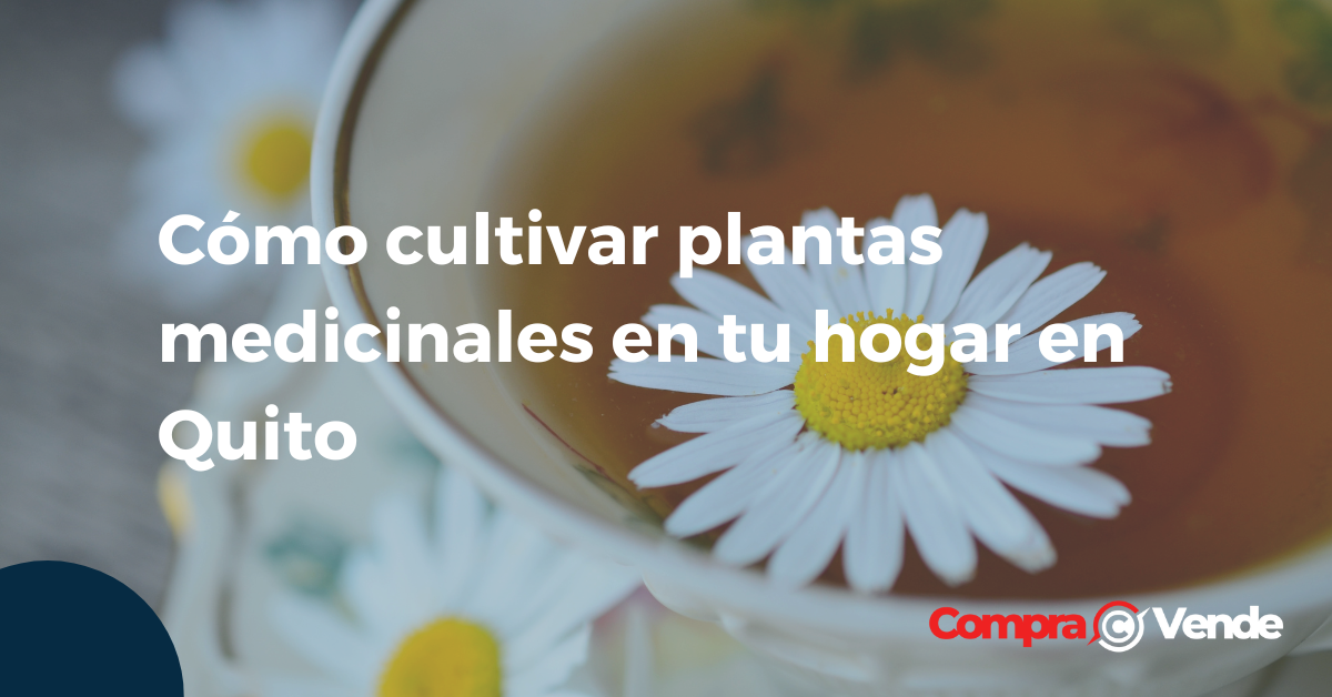 Cómo cultivar plantas medicinales en tu hogar en Quito