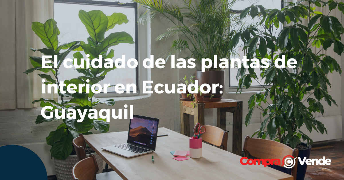 El cuidado de las plantas de interior en Ecuador: Guayaquil